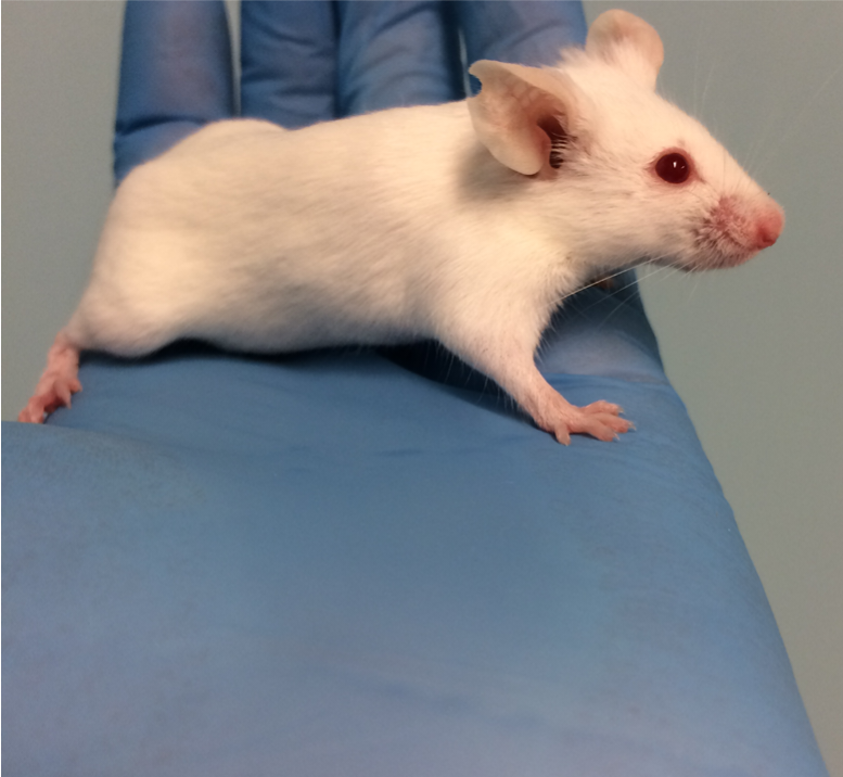 Identical mice which is the kindest way to mark them? Research at